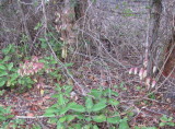 IMG_2304b.JPG