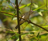 DSC_0106b.JPG