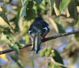 DSC_0004b.JPG