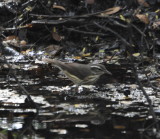 DSC_0393b.JPG