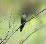 DSC_0410b.JPG
