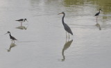 DSC_0506b.JPG
