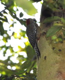 DSC_0075b.JPG