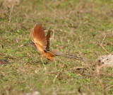 DSC_0121b.JPG