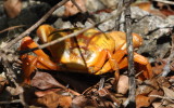 DSC_0708b.JPG