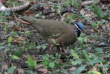 Cuba birds, March 21, 2016
