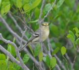 DSC_0038b.JPG