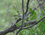 DSC_0061b.JPG