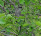DSC_0103b.JPG