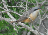 DSC_0437b.JPG