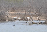 DSC_0646b.JPG