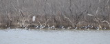 DSC_0650b.JPG