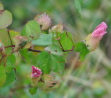 DSC_0744b.JPG