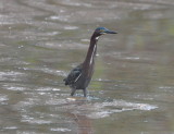 DSC_0961b.JPG