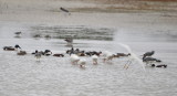 DSC_0979b.JPG