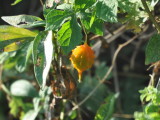 DSC_0099b.JPG