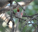 DSC_0136b.JPG