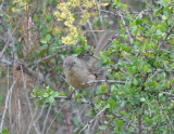 DSC_0313b.JPG
