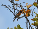 DSC_0430b.JPG