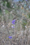 DSC_0475b.JPG