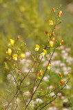 DSC_0484b.JPG