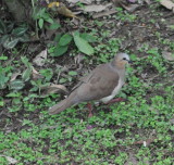DSC_0767b.JPG