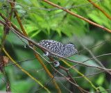 DSC_0290b.JPG