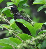 DSC_0357b.JPG