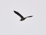 DSC_0502b.JPG
