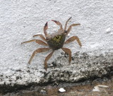DSC_0619b.JPG