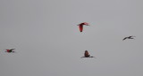 DSC_0837b.JPG