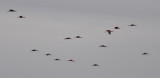 DSC_0950b.JPG