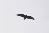 DSC_0317b.JPG