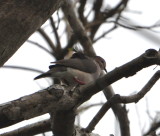 DSC_0527b.JPG