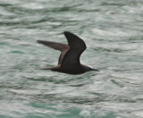 DSC_0545b.JPG