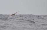DSC_0749b.JPG