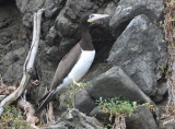 DSC_0836b.JPG