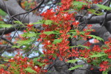 DSC_0515b.JPG