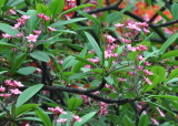 DSC_0519b.JPG