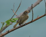 DSC_0618b.JPG