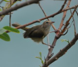 DSC_0624b.JPG