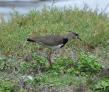 DSC_0648b.JPG