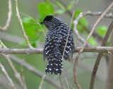 DSC_0718b.JPG