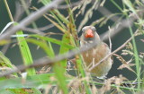 DSC_0098b.JPG