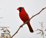 DSC_0113b.JPG