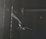 DSC_0006b.JPG