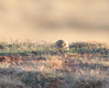 DSC_0119b.JPG