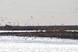DSC_0935b.JPG