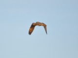 DSC_1320b.JPG
