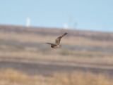 DSC_1327b.JPG